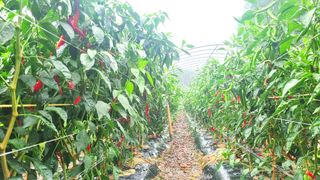 무룡농장님의 고추 · 병해충상담 작성글 사진