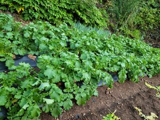 체리 김성자님의 배추 · 영농일지 작성글 사진