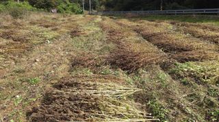 효명 이승배님의 들깨 · 영농일지 작성글 사진