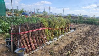 최인섭님의 들깨 · 영농일지 작성글 사진