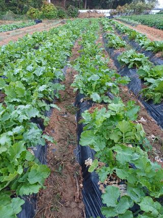 윤인균님의 배추 · 영농일지 작성글 사진