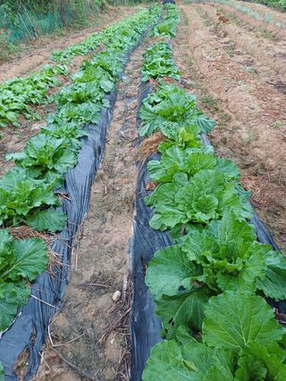 윤인균님의 배추 · 영농일지 작성글 사진