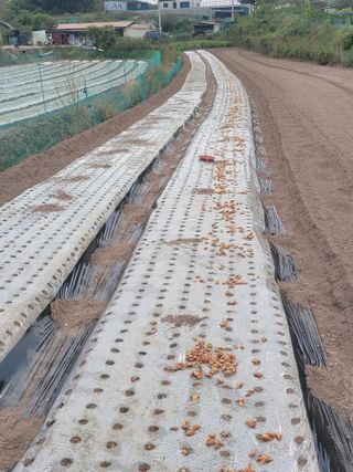 진호님의 마늘 · 영농일지 작성글 사진