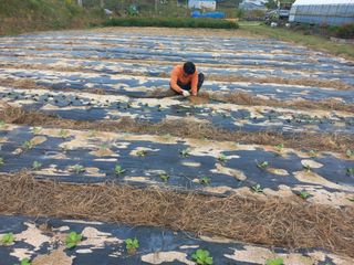고랑이랑 임수연님의 양파 · 영농일지 작성글 사진