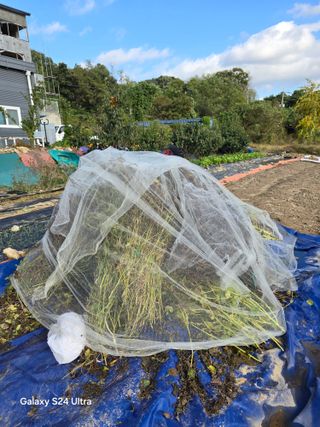 소병찬님의 들깨 · 영농일지 작성글 사진