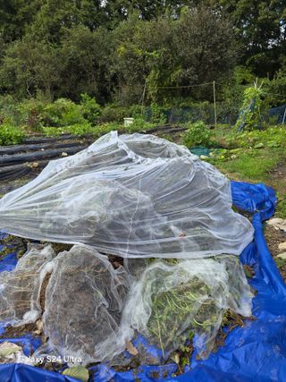 소병찬님의 들깨 · 영농일지 작성글 사진