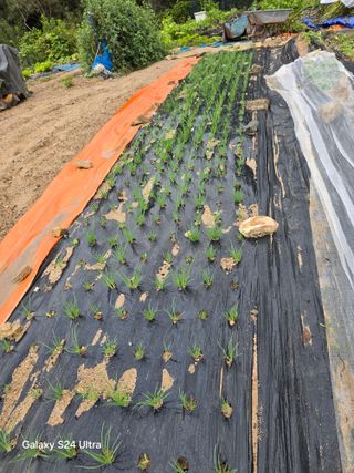 소병찬님의 들깨 · 영농일지 작성글 사진