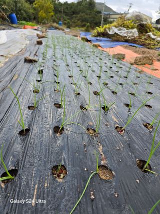 소병찬님의 들깨 · 영농일지 작성글 사진