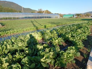 오영도님의 자유주제 · 자유게시판 작성글 사진