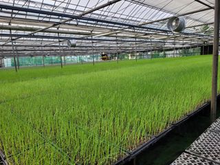 청운농원육묘장님의 자유주제 · 자유게시판 작성글 사진