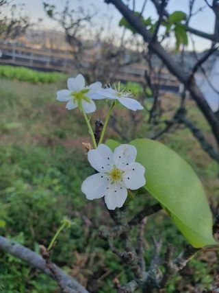 하예산방15926님의 배추 · 영농일지 작성글 사진