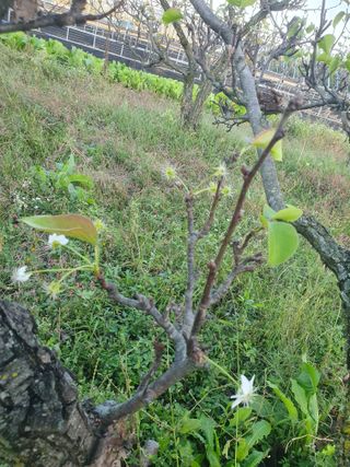 하예산방15926님의 배추 · 영농일지 작성글 사진