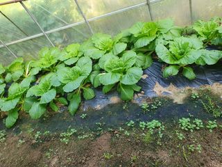 하예산방15926님의 배추 · 영농일지 작성글 사진