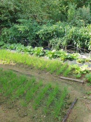 하예산방15926님의 배추 · 영농일지 작성글 사진