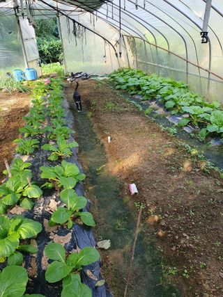 하예산방15926님의 배추 · 영농일지 작성글 사진