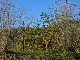 황금농장님의 감 · 영농일지 작성글 사진