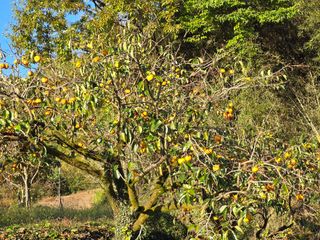 황금농장님의 감 · 영농일지 작성글 사진