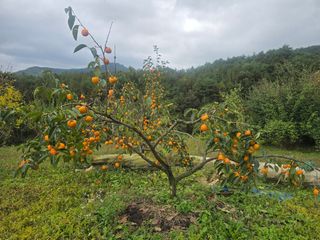 황금농장님의 감 · 영농일지 작성글 사진