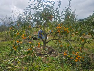 황금농장님의 감 · 영농일지 작성글 사진