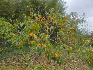 황금농장님의 감 · 영농일지 작성글 사진