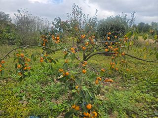 황금농장님의 감 · 영농일지 작성글 사진