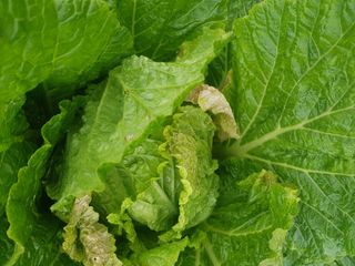 유목님의 배추 · 영농일지 작성글 사진