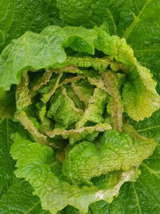 유목님의 배추 · 영농일지 작성글 사진