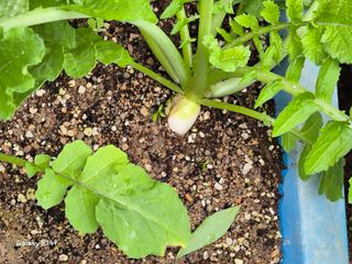 짱순이연속8월출석왕님의 기타작물 · 영농일지 작성글 사진