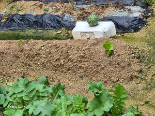 짱순이연속8월출석왕님의 기타작물 · 영농일지 작성글 사진