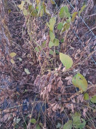 주옥님의 자유주제 · 자유게시판 작성글 사진