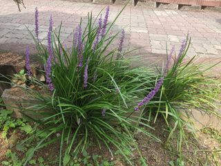 서울농원묘목님의 작성글 사진