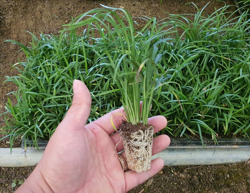 서울농원묘목님의 장터 판매 상품 [맥문동 105구 트레이포트 모종 저렴한 가격] 첨부 사진