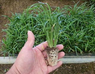 서울농원묘목님의 작성글 사진