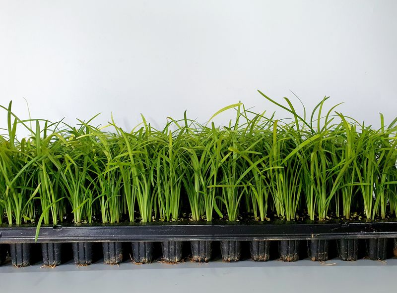 서울농원묘목님의 장터 판매 상품 [맥문동 105구 트레이포트 모종 저렴한 가격] 첨부 사진