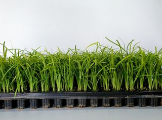 서울농원묘목님의 작성글 사진