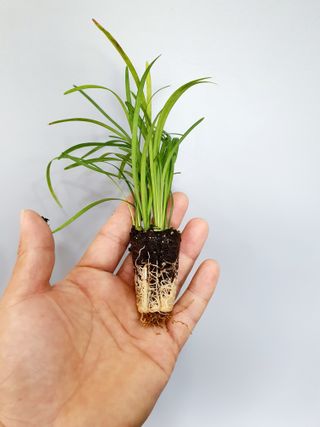 서울농원묘목님의 작성글 사진