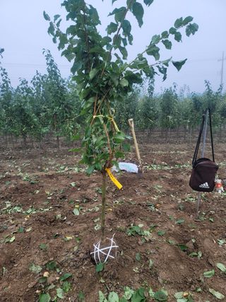 일심묘목농원님의 자유주제 · 자유게시판 작성글 사진