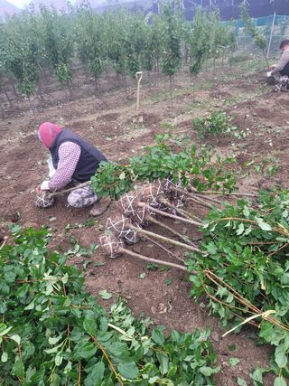 일심묘목농원님의 자유주제 · 자유게시판 작성글 사진