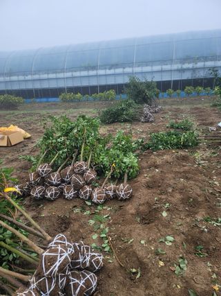 일심묘목농원님의 자유주제 · 자유게시판 작성글 사진