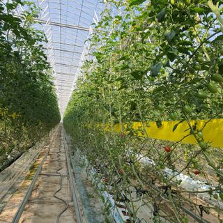 하하하농원님의 토마토 · 영농일지 작성글 사진