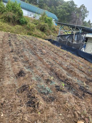 이상욱님의 마늘 · 영농일지 작성글 사진