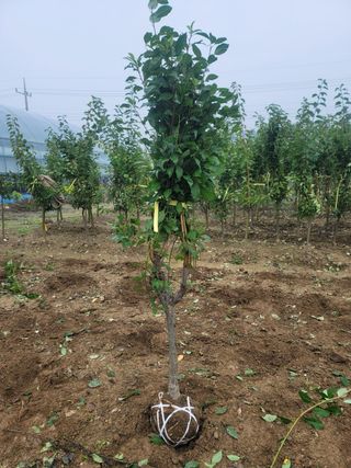 일심묘목농원님의 자유주제 · 자유게시판 작성글 사진