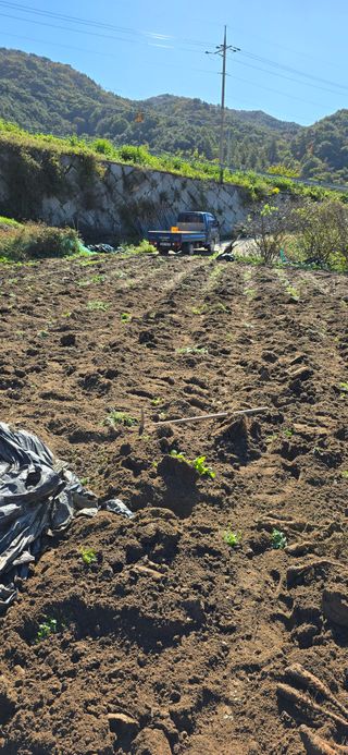 달빛소년(김광순)님의 기타작물 · 영농일지 작성글 사진