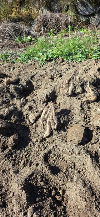 달빛소년(김광순)님의 기타작물 · 영농일지 작성글 사진