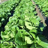 팜모닝 배추·영농일지 게시글 이미지