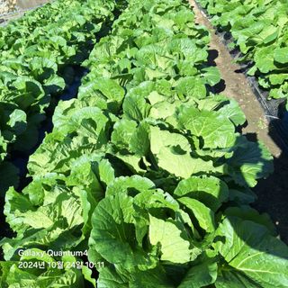 (복조리농장)김찬두님의 배추 · 영농일지 작성글 사진