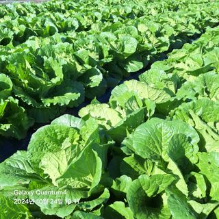 (복조리농장)김찬두님의 배추 · 영농일지 작성글 사진