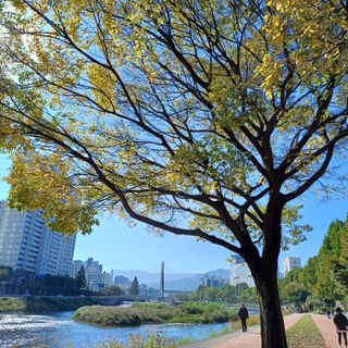 알 수 없음님의 우리동네 가을단풍 자랑하기 · 참여글 작성글 사진