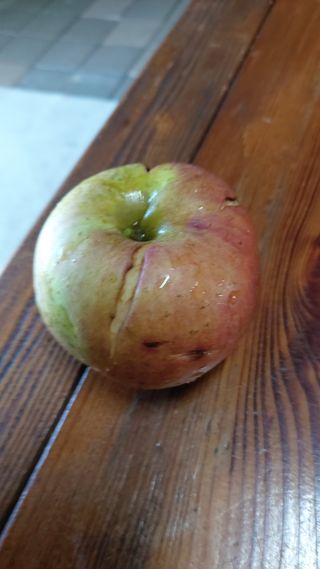 임곡농장김향중님의 사과 · 병해충상담 작성글 사진