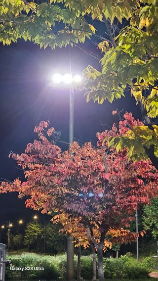 복숭아20692님의 우리동네 가을단풍 자랑하기 · 참여글 작성글 사진